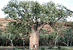 Big Boab Tree