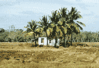 Abandoned Hut