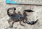Desert Scorpion