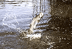 Leaping Barra