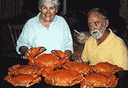 Good Feed of Mudcrabs
