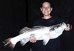 Nikki's 88cm Barra