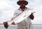Live-baited Barra