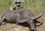 100 point Bull