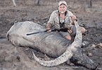 Burnt Country Bull