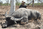 Fat Young Buffalo Bull