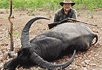 Crescent-Horned Bull
