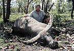 'Drive-By' Bull