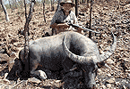 Buffalo Bull on Rocky Hillside