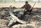 Marty's Buffalo Bull