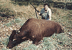 Marty's Scrub Bull