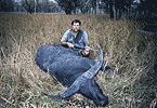 Twilight Bull