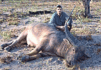 Eleventh-Hour Bull