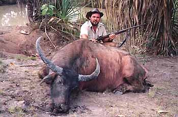 Trophy Buffalo